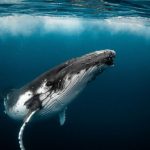 5 tips para seguir la pista de las ballenas Bitcoin