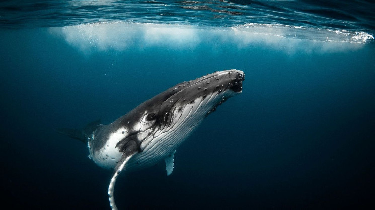 5 tips para seguir la pista de las ballenas Bitcoin