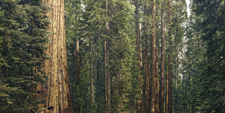 FTX’s $45M Sequoia Sale Cleared, as Embed Divestment Delayed